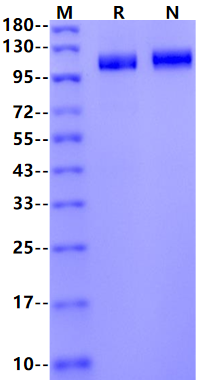 ENPP3/CD203c His Tag Protein, Mouse