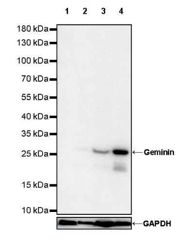 Geminin Recombinant Rabbit mAb (S-427-204)
