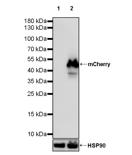 mCherry Mouse mAb (S-1050-13)