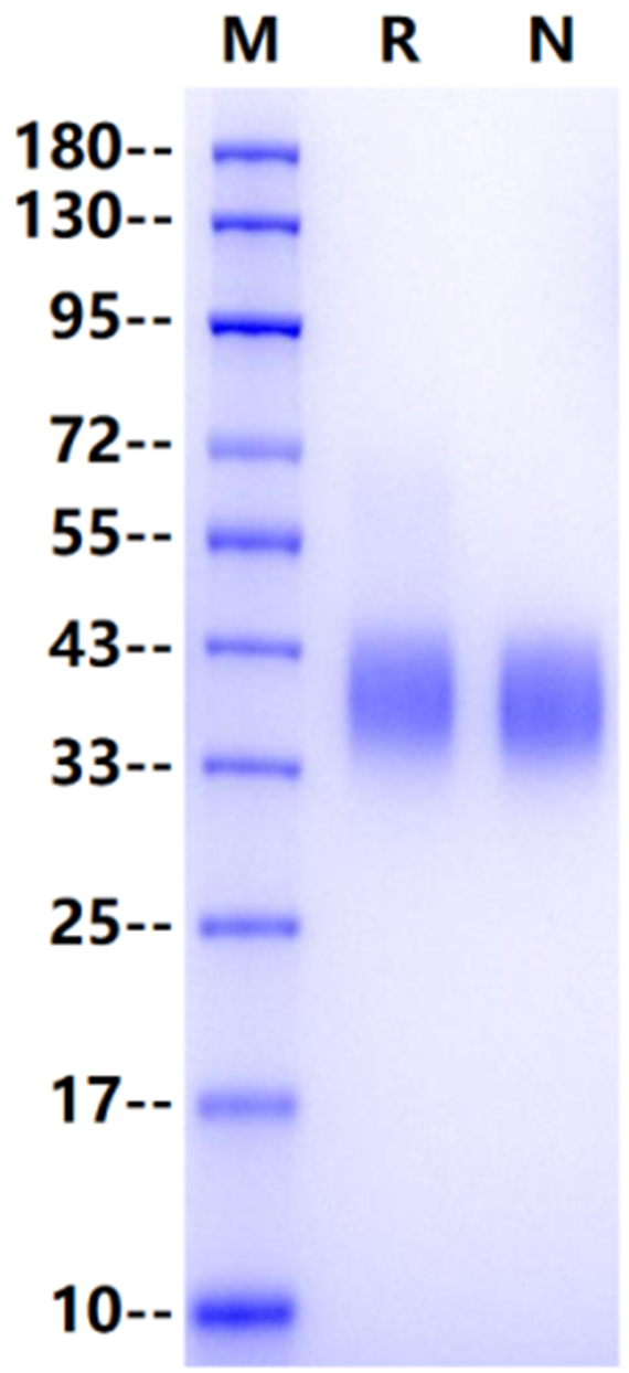 Fc γ RIII/CD16 His Tag Protein, Mouse