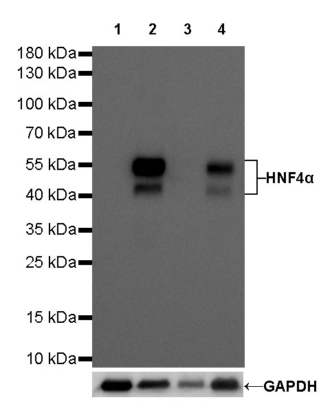 HNF4α Recombinant Rabbit mAb (SDT-373-64)