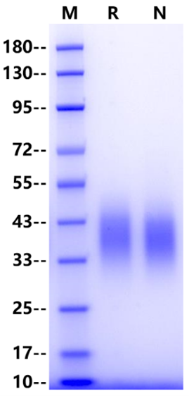 CD79A His Tag Protein, Human