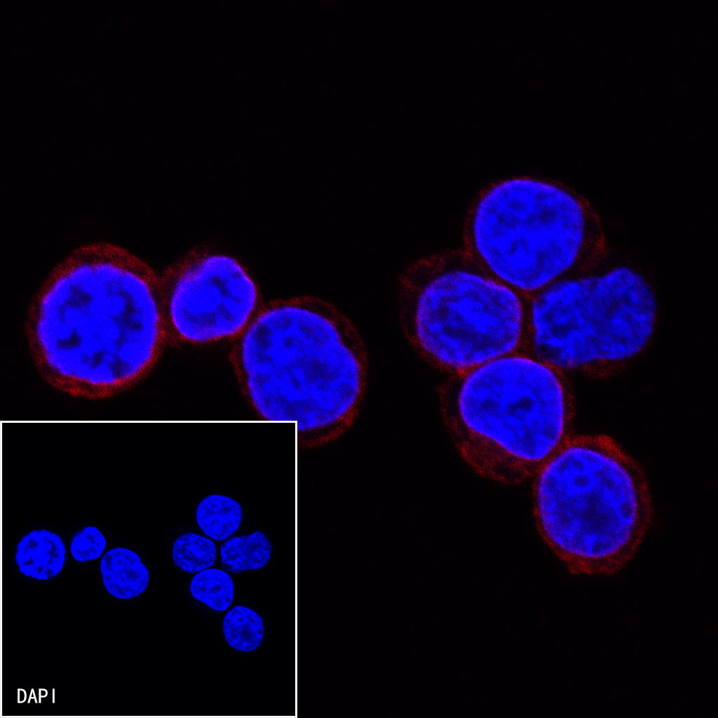 CD3 epsilon Recombinant Rabbit mAb (Alexa Fluor® 555 Conjugate) (S-241-49)
