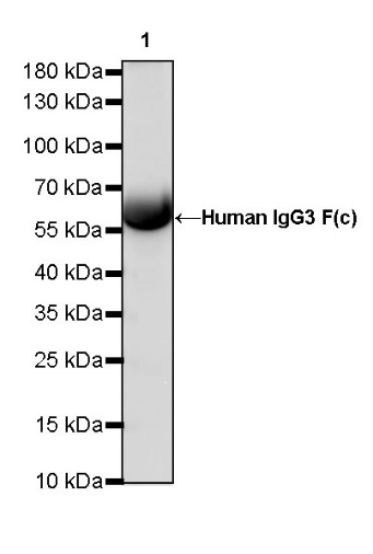 Human IgG3 F(c) Recombinant Rabbit mAb (S-459-75)