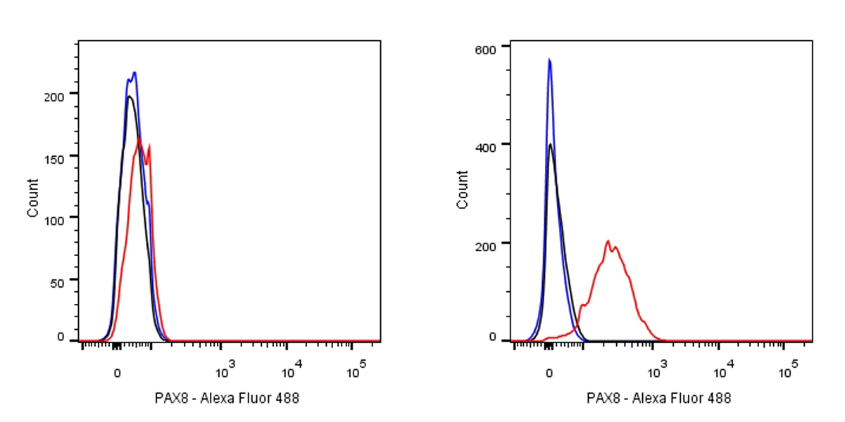 PAX8 Recombinant Rabbit mAb (SDT-R027)