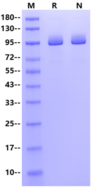 PSMA/FOLH1 His Tag Protein, Cynomolgus