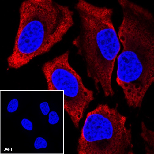 Goat anti-Mouse IgG(H+L) (Alexa Fluor® 594 Conjugate)
