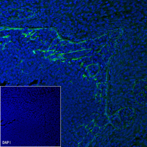 PD-L1 Recombinant Rabbit mAb (Alexa Fluor® 488 Conjugate) (S-119-16)