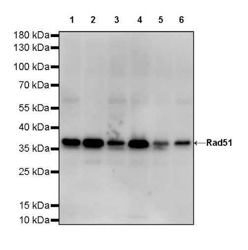 Rad51 Recombinant Rabbit mAb (S-R347)