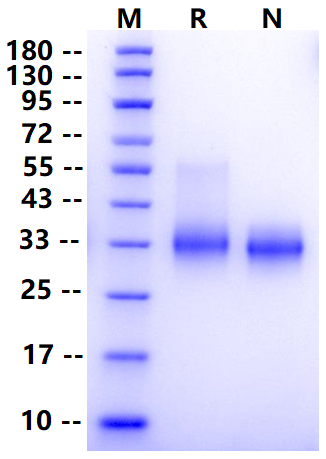 Biotinylated Fc γ RIIB/CD32b His&Avi Tag Protein, Cynomolgus