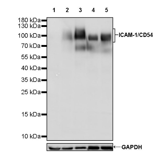 ICAM-1/CD54 Recombinant Rabbit mAb (S-906-48)