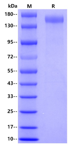 Human CD11b, His tag