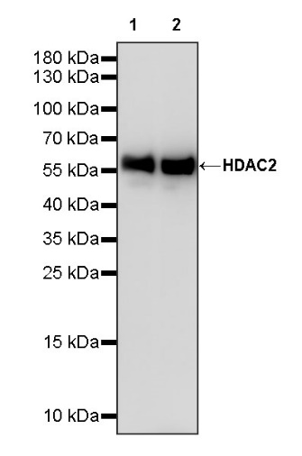 HDAC2 Recombinant Rabbit mAb (S-1474-27)
