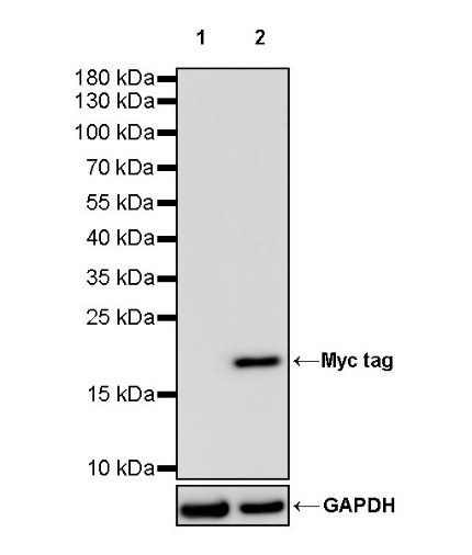 Myc tag Recombinant Rabbit mAb (HRP Conjugate) (S-114-13)