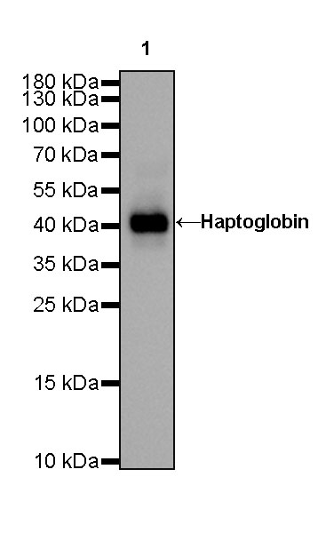 Haptoglobin Recombinant Rabbit mAb (SDT-339-49)