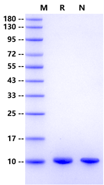 Complement C5a Protein, Mouse