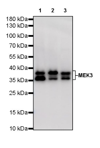 MEK3 Recombinant Rabbit mAb (S-835-23)