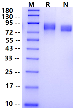 Biotinylated M-CSFR Avi&His Tag Protein, Human