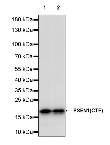 PSEN1 Recombinant Rabbit mAb (S-1002-129)