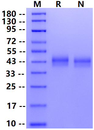 Biotinylated B7-H3/CD276 His&Avi Tag Protein, Mouse