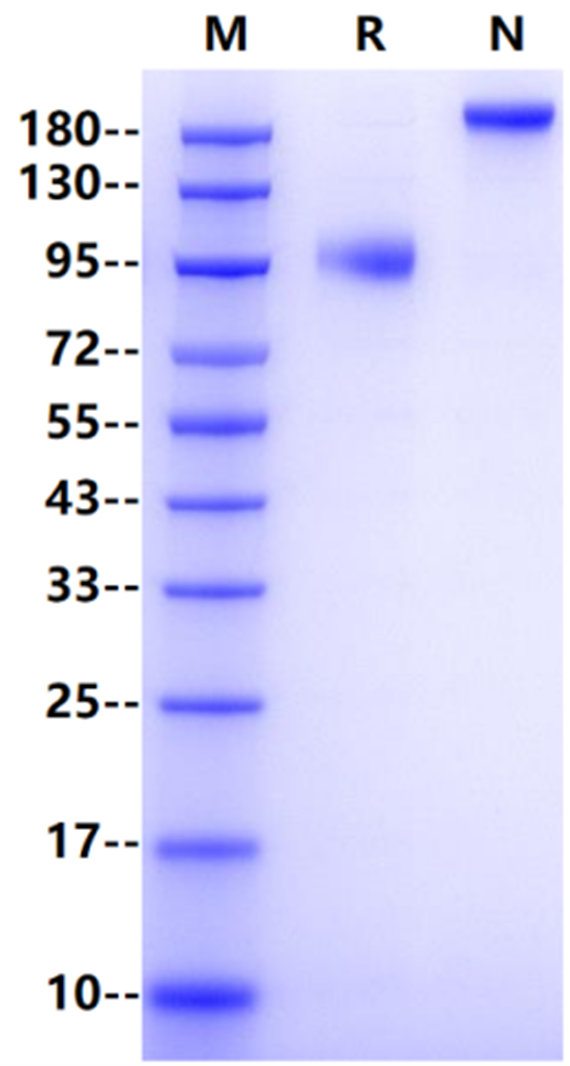 Siglec-5 Fc Chimera Protein, Human