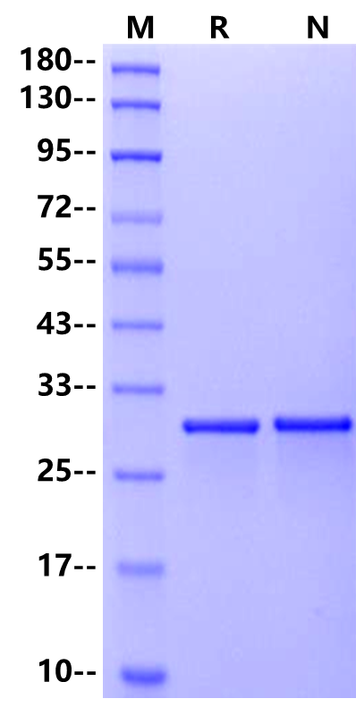 GFP His Tag protein, Aequorea victoria