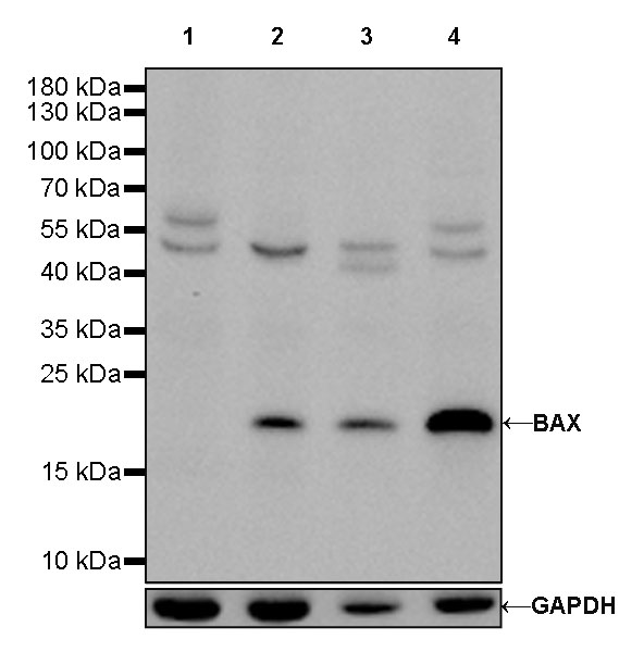 BAX Recombinant Rabbit mAb (SDT-338-76)