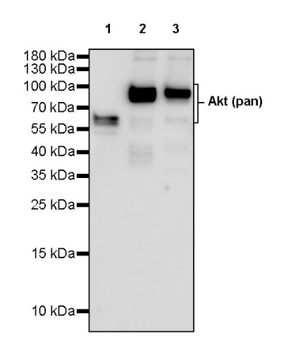 Akt (pan) Recombinant Rabbit mAb (S-652-20)