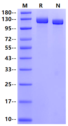 TAG1/Contactin 2 His Tag Protein, Mouse