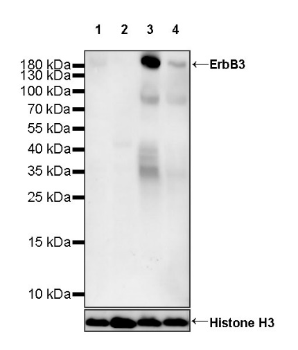 S-RMab® ErbB3 Recombinant Rabbit mAb (SDT-991-10)