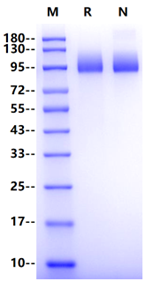 CA125/MUC16 His Tag Protein, Human