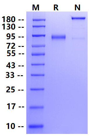 Biotinylated ROR1 Fc&Avi Tag Protein, Human