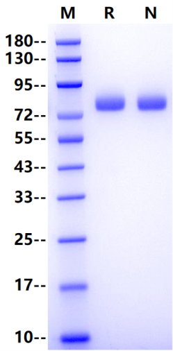 CD36/SR-B3 His Tag Protein, Human