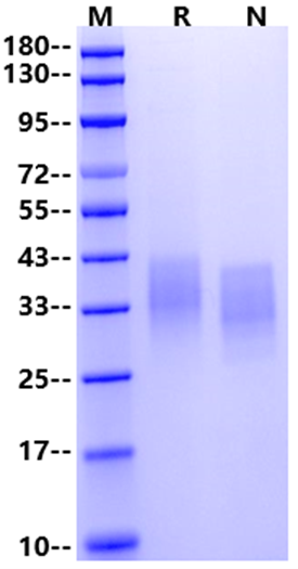 EMMPRIN/CD147 His Tag Protein, Mouse