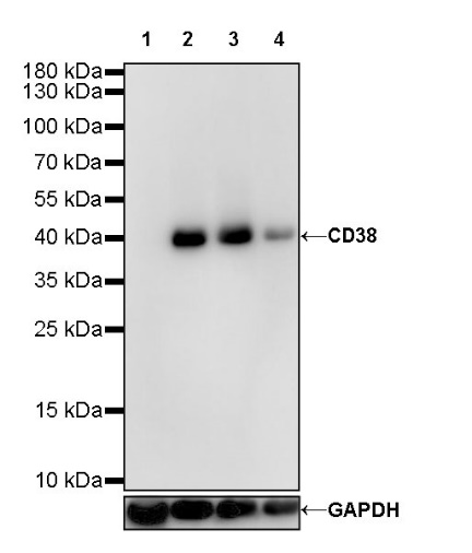 CD38 Mouse mAb (S-690-29)