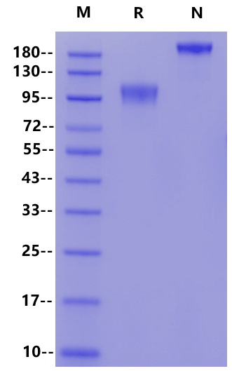 GUCY2C Fc Chimera Protein, Human