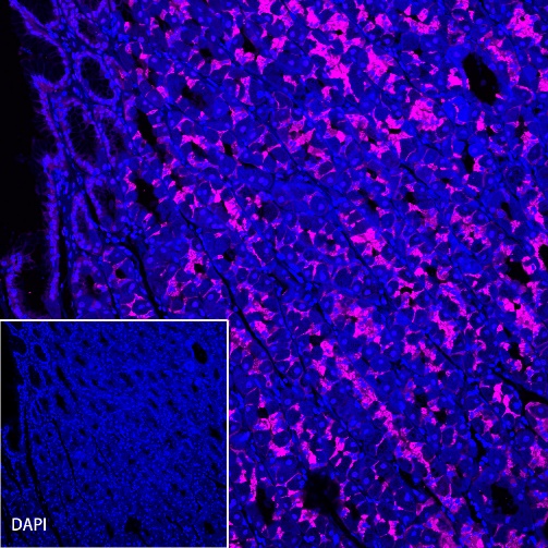 Claudin 18.2 Recombinant Rabbit mAb (Alexa Fluor® 647 Conjugate) (S-102-24)