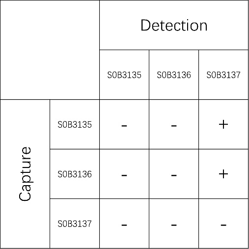 ASFV p54 Recombinant Rabbit mAb (SDT-384-114-2)
