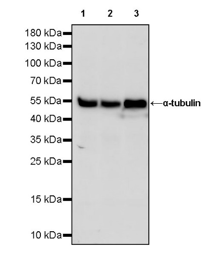 α-tubulin Recombinant Mouse mAb (HRP Conjugate) (S-364-23HL)