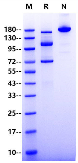 C3 His Tag Protein, Human