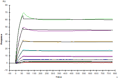 CD7 Fc Chimera Protein, Human
