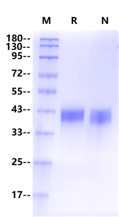 CD38 His Tag Protein, Human