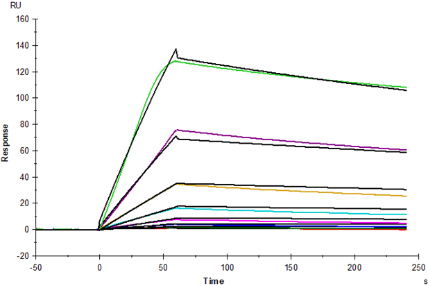 IL-15R alpha/CD215 Fc Chimera Protein, Human