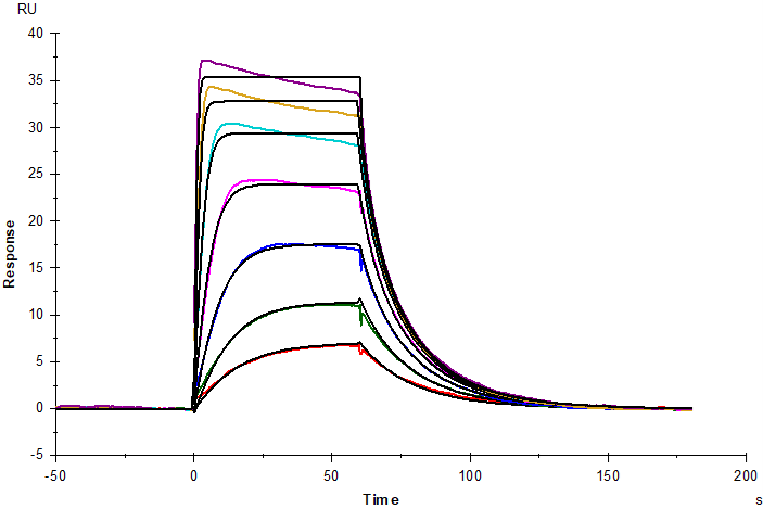IL-2R alpha/CD25 His Tag Protein, Human