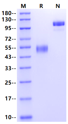 CTLA-4/CD152 Fc Chimera Protein, Mouse
