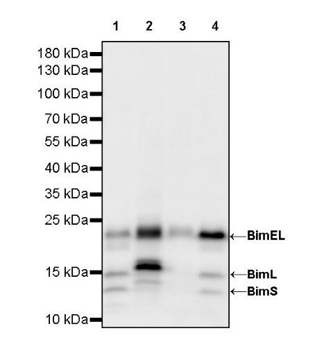 Bim Recombinant Rabbit mAb (S-994-29)