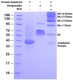 Biotin Labeling for Avitag Protein