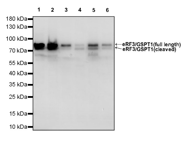 eRF3/GSPT1 Recombinant Rabbit mAb (S-R325)
