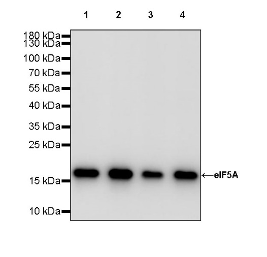 eIF5A Rabbit Polyclonal Antibody