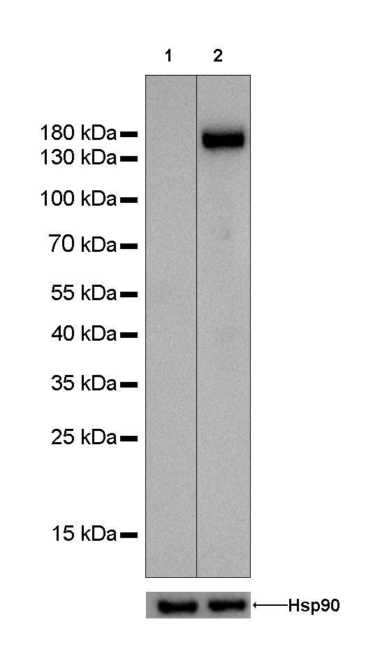 CD31 Recombinant Rabbit mAb (SDT-008-17)
